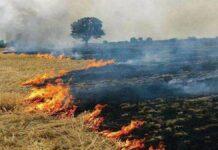 पंजाब में पराली जलाने के मामले बढ़े, अब तक 165 घटनाएं दर्ज